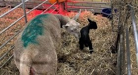 Etta fick först en lammpojke med svart päls.