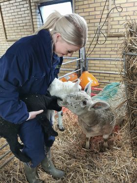 Eleven Viola som går andra året på Naturbruksprogrammet djurvård var den som fanns på plats och såg till att både Etta och de två små lammen mådde bra.