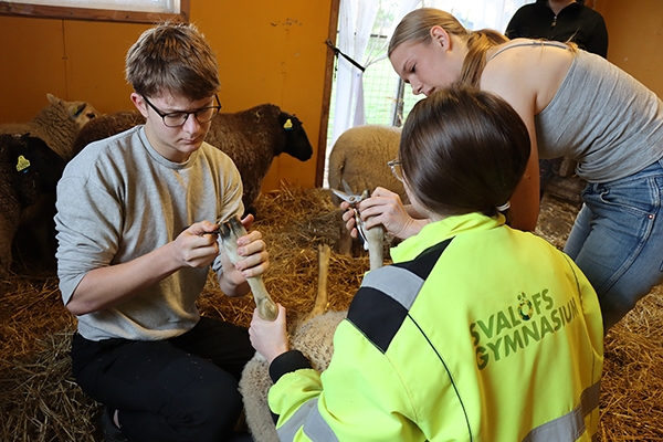 Eleverna i UF-företaget Fyrklöven UF har som affärsidé att erbjuda klövverkning av får, get och alpacka till uppfödare runt om i Skåne. Foto: Åsa Meierkord