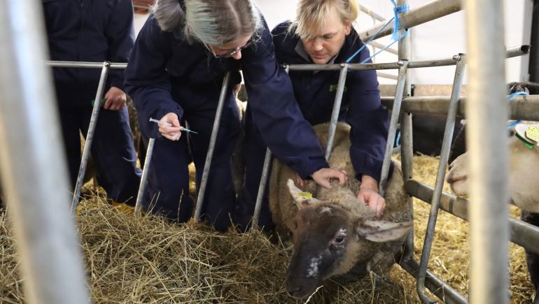 Veterinär Marie-Louise Rasmusson ger handledning till eleven Jennifer Rohdin när hon ska vaccinera ett av skolans får.
