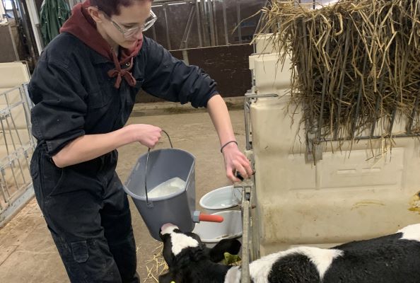 Ebba Olsson hade ingen erfarenhet av mjölkproduktion tidigare, nu kan hon absolut tänka sig att jobba på en mjölkgård i framtiden.                       Foto: Åsa Meierkord