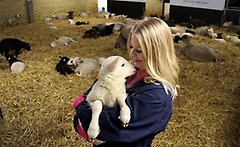 Viola Thorbjörnsson, elev på Naturbruksprogrammet Djurvård, vill fortsätta jobba inom fårskötsel efter studenten. Här med ett av lammen som stödnappas. Foto: Åsa Meierkord
